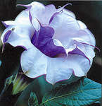 atheana's photo