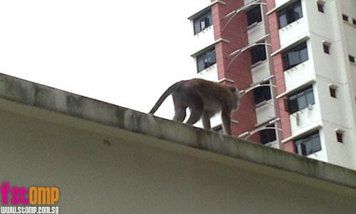 A surprising sight: Monkey forages for food at Toa Payoh