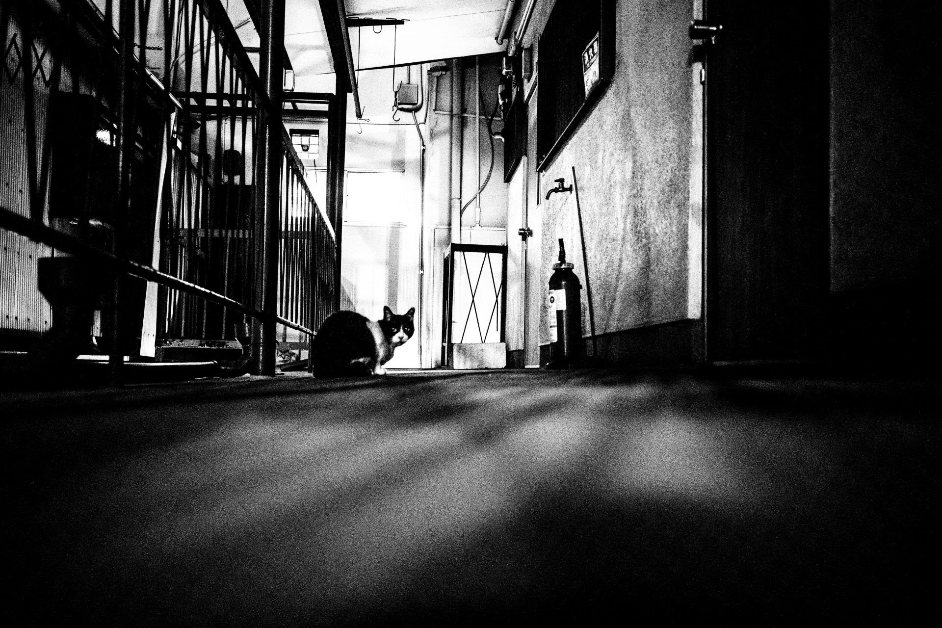 Syotaro Hayashi Tadafumi Miwa Ikumo Motosugi Neko 猫 Project