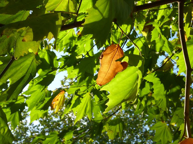 Sunday photo stroll : cold windy but still hanging there.