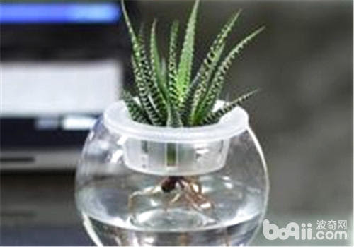 水培多肉植物也需注意施肥 多肉植物栽培 波奇网百科大全