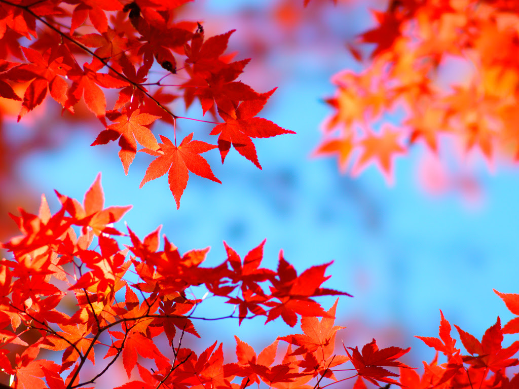 もみじ５ 無料写真素材ならフリー素材タウン