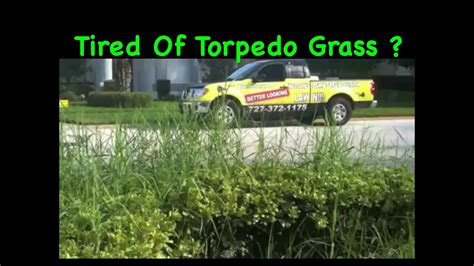 The best time to plant is in early to . Removal of Torpedo Grass from flower beds, Tampa Fl Nelson