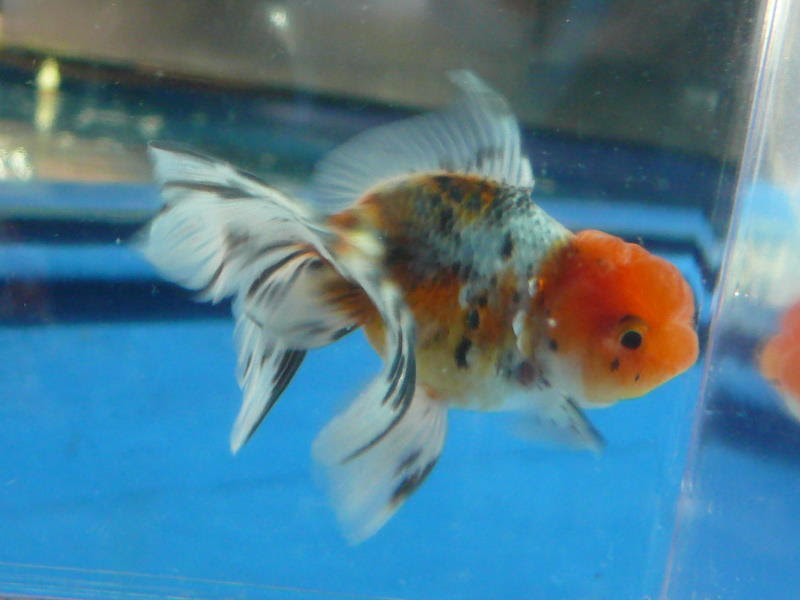 幻の鈴木東当歳魚 金魚 らんちゅうのことなら金魚一道