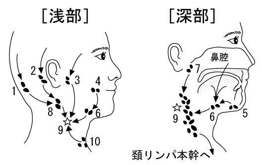 頸部リンパ節 頚部リンパ節転移 笠井耳鼻咽喉科クリニック