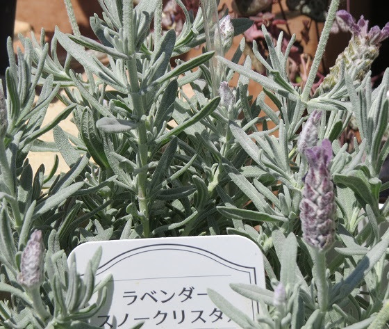 シルバーリーフの花たち