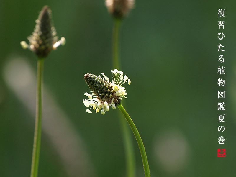 植物図鑑 1 初夏の野の花 写真俳句 無一庵