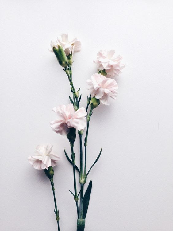 20 Gambar  Bunga  Untuk Profil Instagram Galeri Bunga  HD