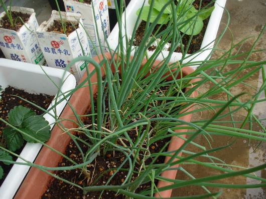 ベランダ家庭菜園 九条ネギの栽培記録