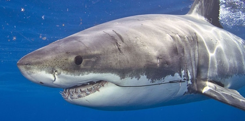 Résultat de recherche d'images pour "requin tueur"