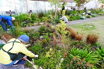 ガーデニングプロジェクト キャンパスガーデンの手入れ会を開催 立命館大学