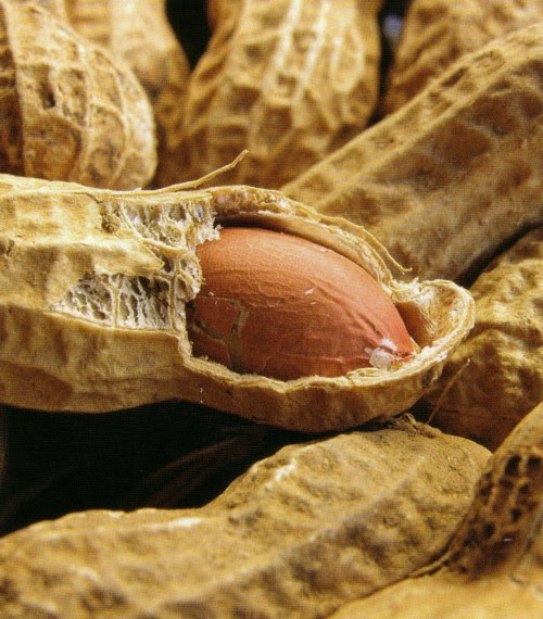 of peanut were produced