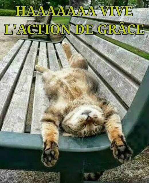 Chat Action De Grace