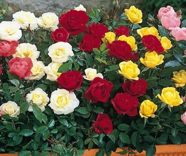 Cara Merawat Mawar Agar Cepat Berbunga BibitBunga com Cara Merawat Mawar Agar Cepat Berbunga BibitBunga com