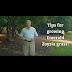 Emerald Zoysia Grass Reviews : Real green turf is ideally suited to exceed your expectations.