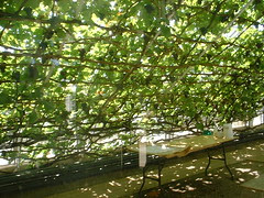 The Great Vine
