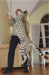 largest cats breed