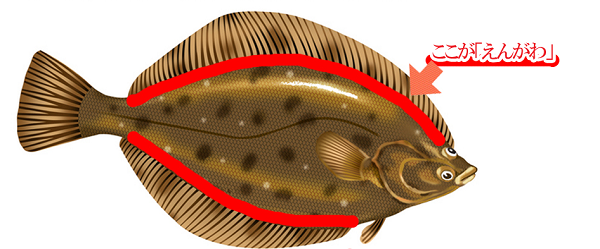 回転寿司の エンガワ って何の魚 どの部位 なぜ エンガワ 城南キャピタルの為になるトリビアブログ城南キャピタル