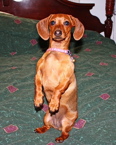 Beggin' Doxie's