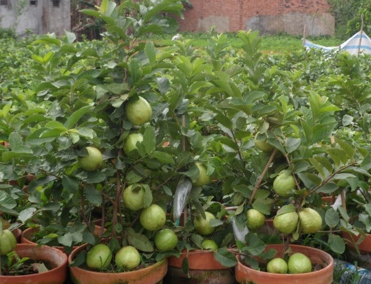 Gambar Jenis Tanaman Buah Bisa Ditanam Pot Bibitbunga Gambar Jenis Tanaman Buah Bisa Ditanam Pot Bibitbunga
