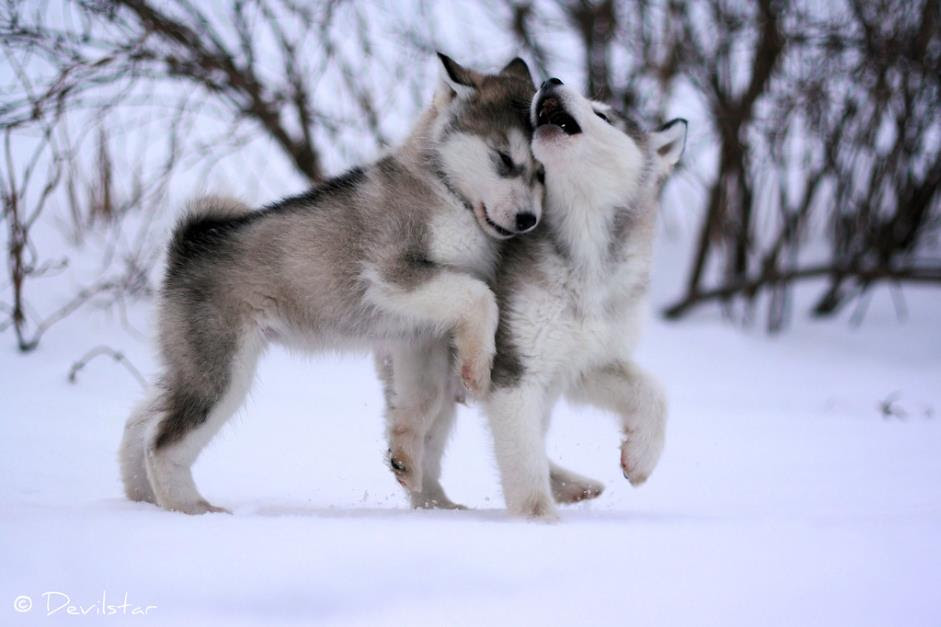 Cute Baby Wolves | Pinlovely