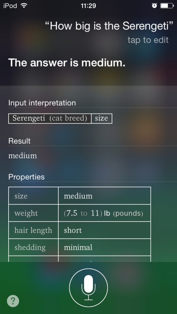 A screencap of a Siri voice search asking "How big is the Serengeti?" Siri's answer pertains to the breed of cat, answering "Medium", rather than to the region in Africa.