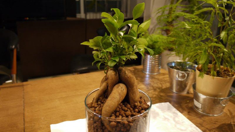 プロが伝授 ガジュマルの土植えからハイドロカルチャーへ植え替えるコツは ハイドロカルチャーで楽しもう