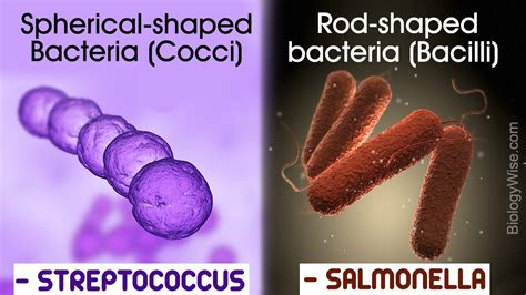 types  bacteria