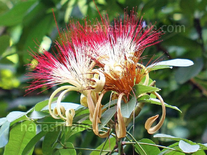 パキラ アクアティカ 花しらべ 花図鑑