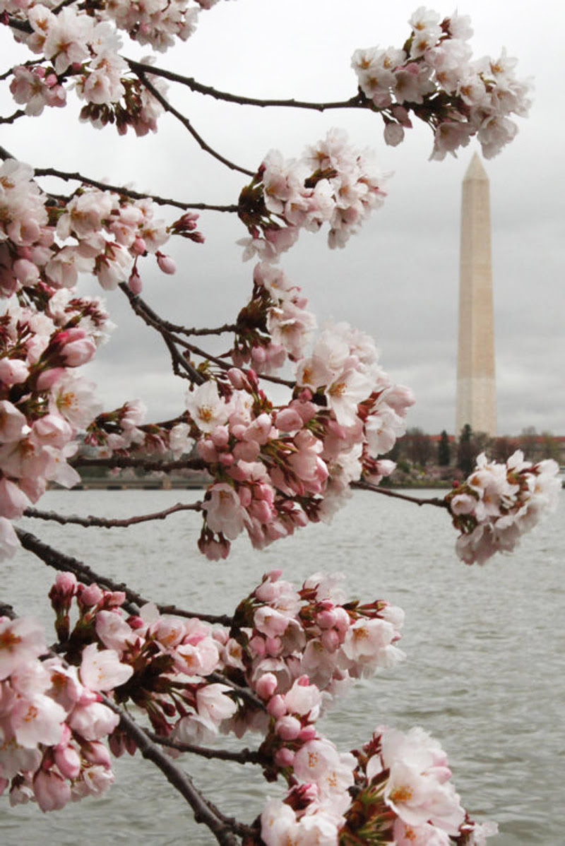Fashion Model, Style inspiration, Cherry Blossoms, Fashion photography, Long hair