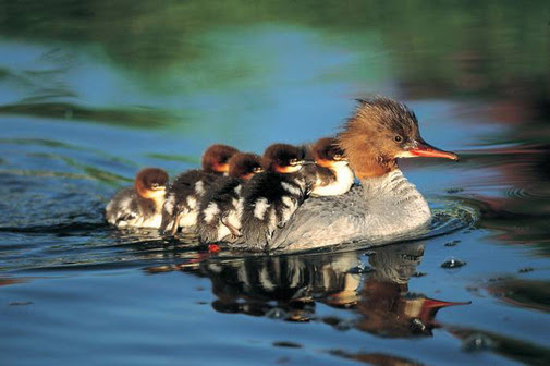 cute ducks ducklings
