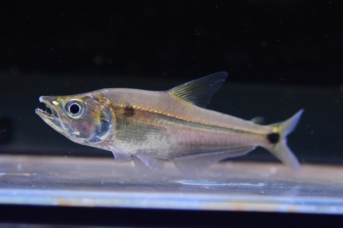 掲載魚 静岡市の熱帯魚専門店 大型魚 古代魚 珍魚 World Rivers