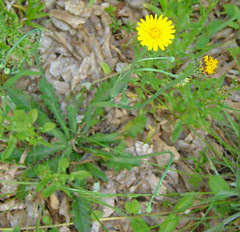 Composite small sunflower
