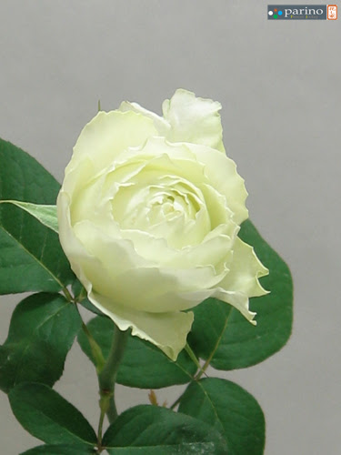 Parino花し家切花品種画像館 ブルゴーニュ バラ スタンダード