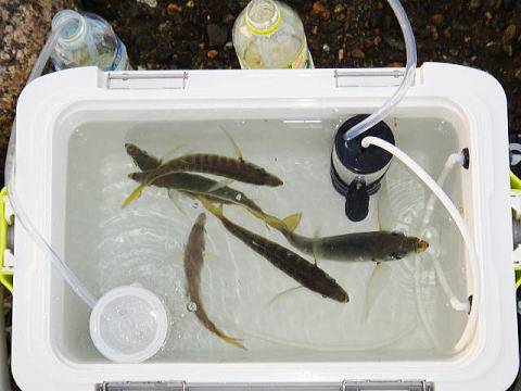 Jcaの激闘 投げ釣り戦記 アジ活かしクーラーの製作 プロテインスキマー