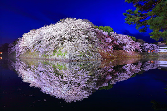 彦根城 桜