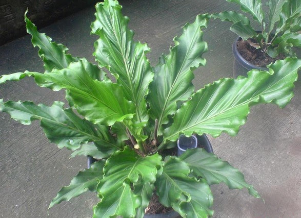 Cara Menanam dan Merawat Anthurium Gelombang Cinta Cara Menanam dan Merawat Anthurium Gelombang Cinta
