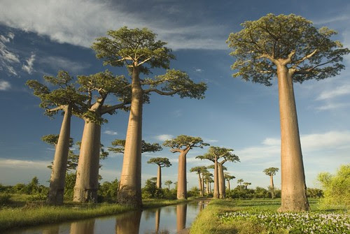 Baobab avenue by Taishi.M