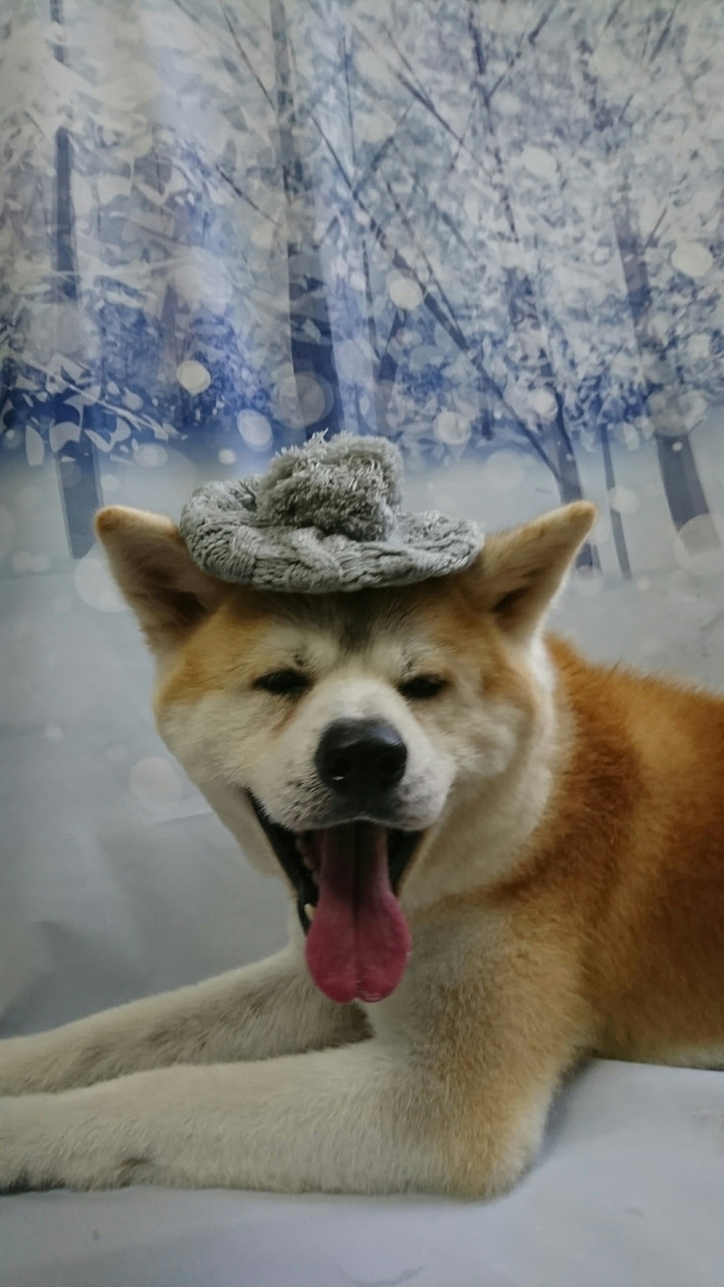 秋田犬のマロちゃん グルーミングコース 部分カット