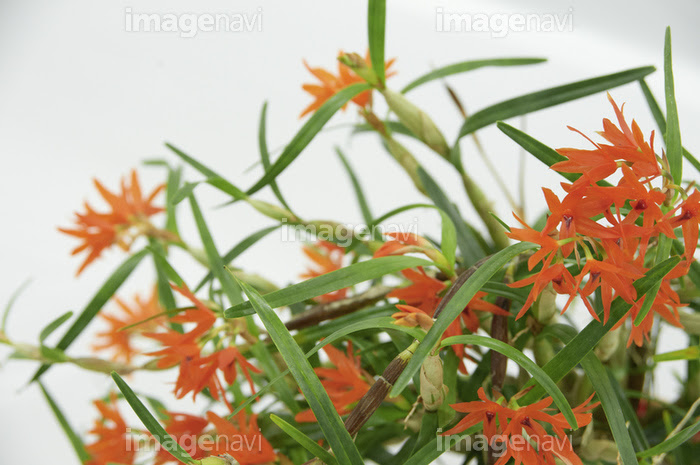 細い葉とオレンジ色の花が美しい南米産蘭 の画像素材 写真素材ならイメージナビ