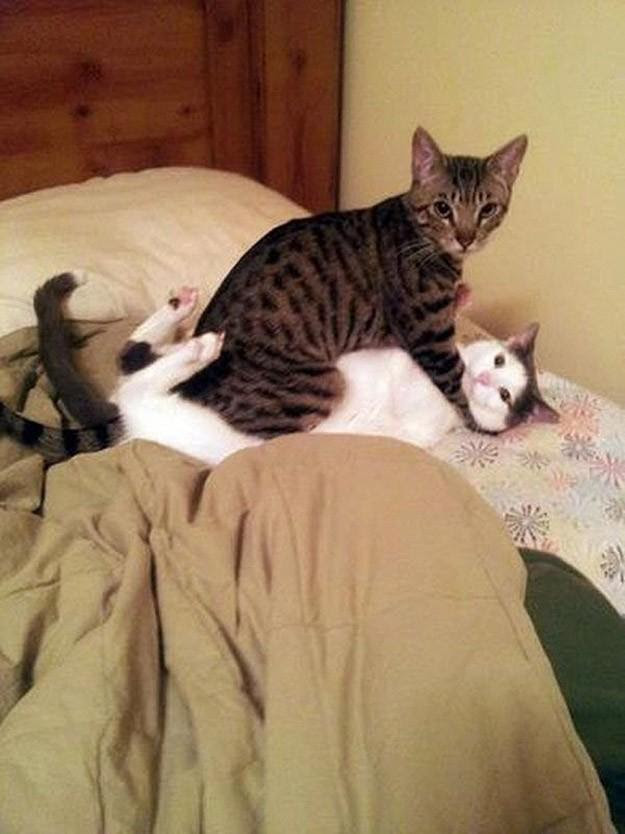 lolcats59 100 best photos of cats of all ages and nations