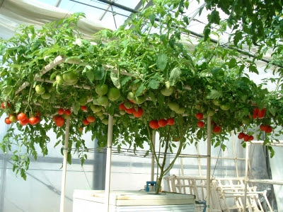 水耕栽培なら脇芽はかかなくていいって本当 水耕栽培q A