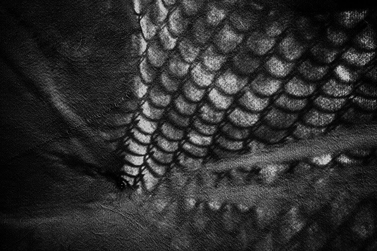 Tips for Doing a Successful Picture-a-Day Photography Project