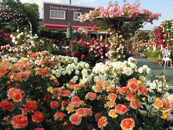 姫路ばら園 バラ園紹介 Noibara