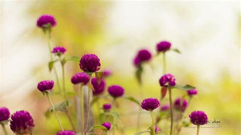 purple garden flowers wallpapers hd wallpapers id