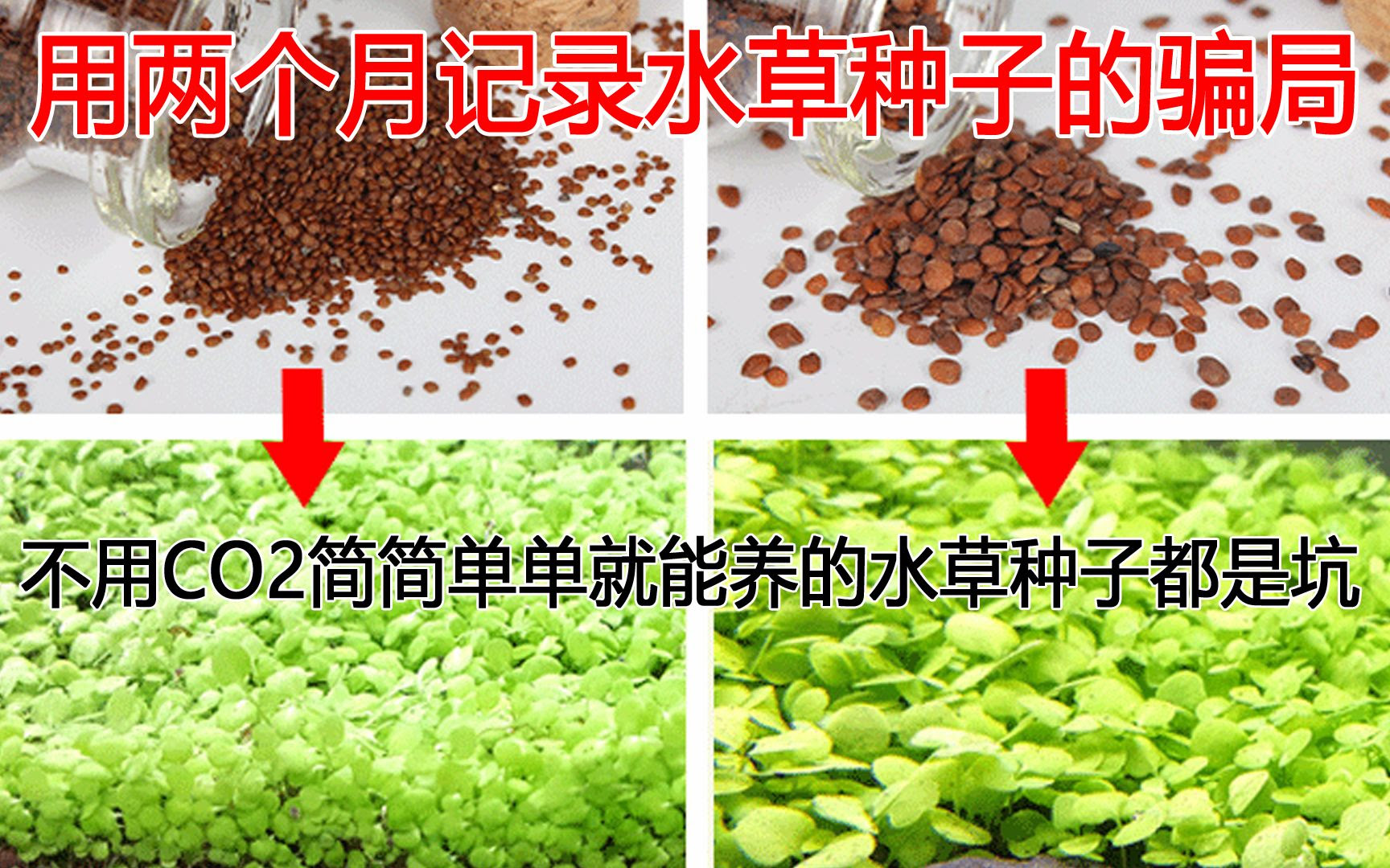 不用co2简简单单就能养的水草种子都是坑 用两个月记录水草种子的骗局 Bilibili新星计划 哔哩哔哩 Bilibili
