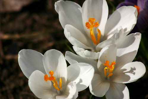 Spring Wonders