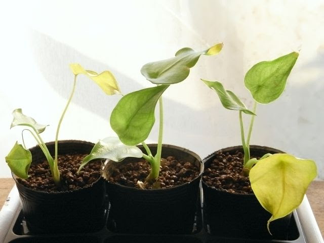 観葉植物 クワズイモの育て方 植え替えや株分けの時期と方法は