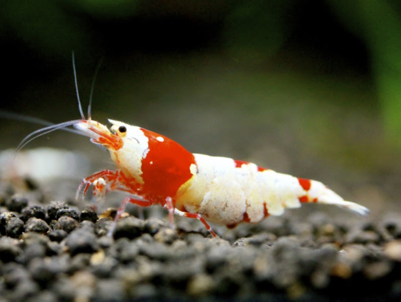 スーパーレッドビーシュリ誕生 レッドビーシュリンプ