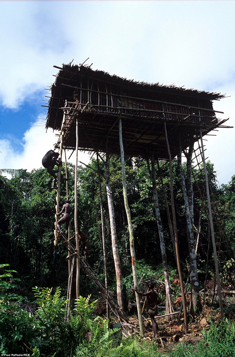 A man carries a pig up the ladder to his tree house.The Korowai adhere to age old tradition, sharing myths, folktales and sayings to this day